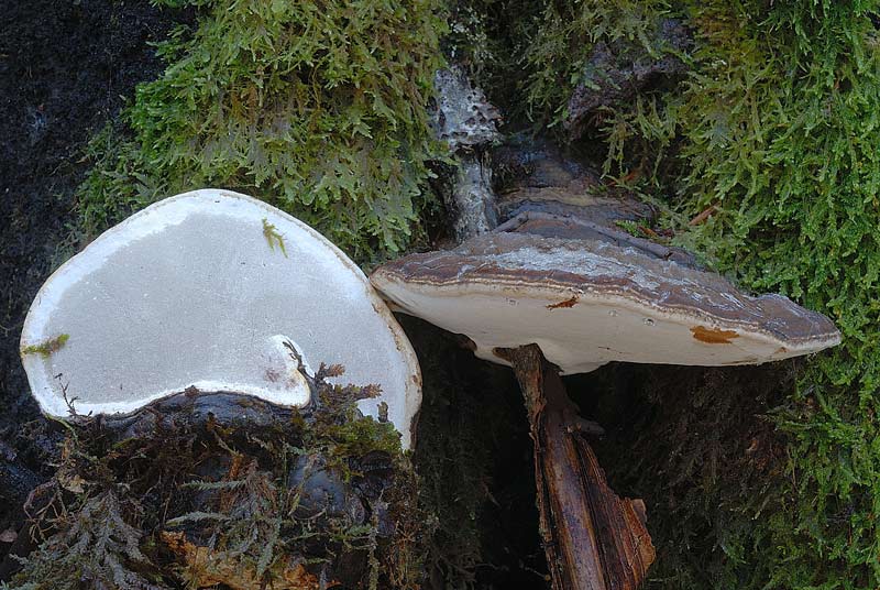 Un lignicolo di montagna da determinare