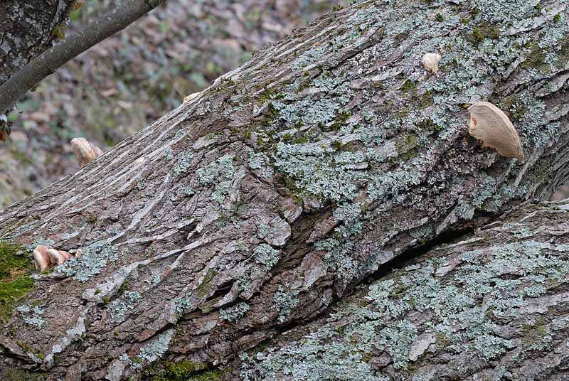 Ulteriore aiuto (Fomitopsis pinicola)