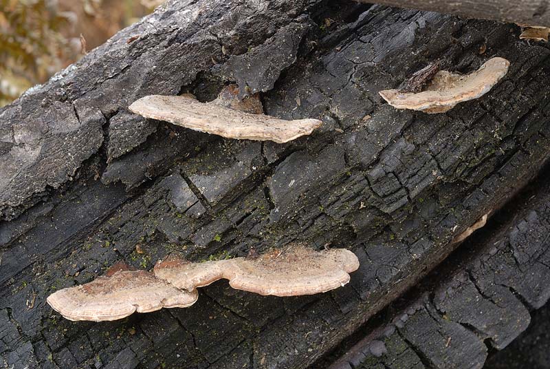 Altro lignicolo su legno bruciato (Trametes versicolor)