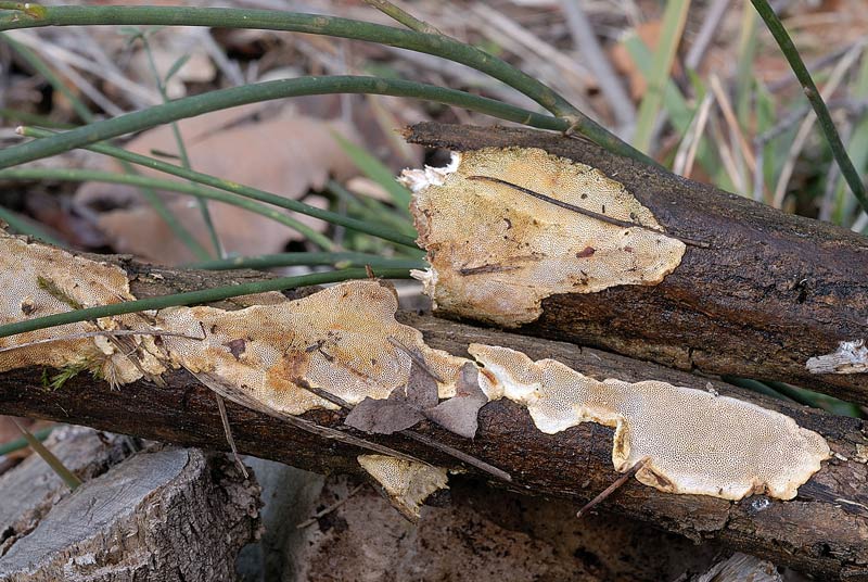 Altro lignicolo dalla Riserva Vomano (Perenniporia sp.)