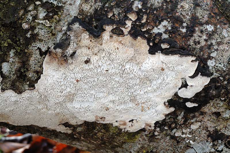 Crosta da determinare - foto 0087 (Datronia mollis)