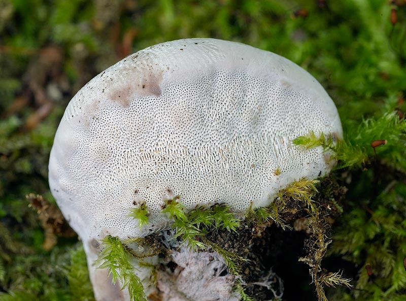 Ho trovato...la misura (Ganoderma adspersum)