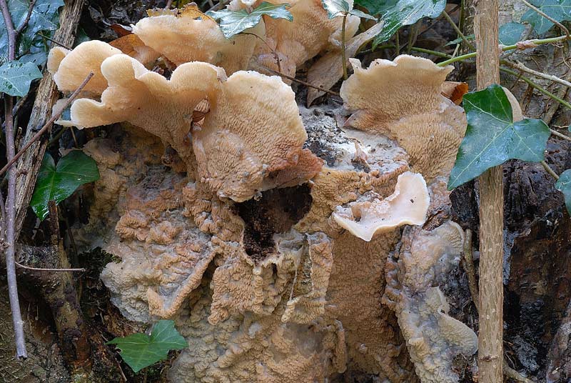 Lignicolo da determinare (Merulius tremellosus)