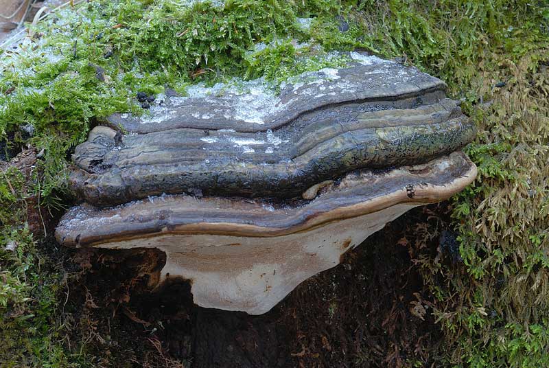 Un lignicolo di montagna da determinare
