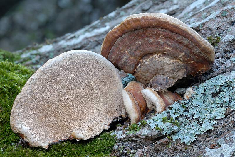 Ulteriore aiuto (Fomitopsis pinicola)