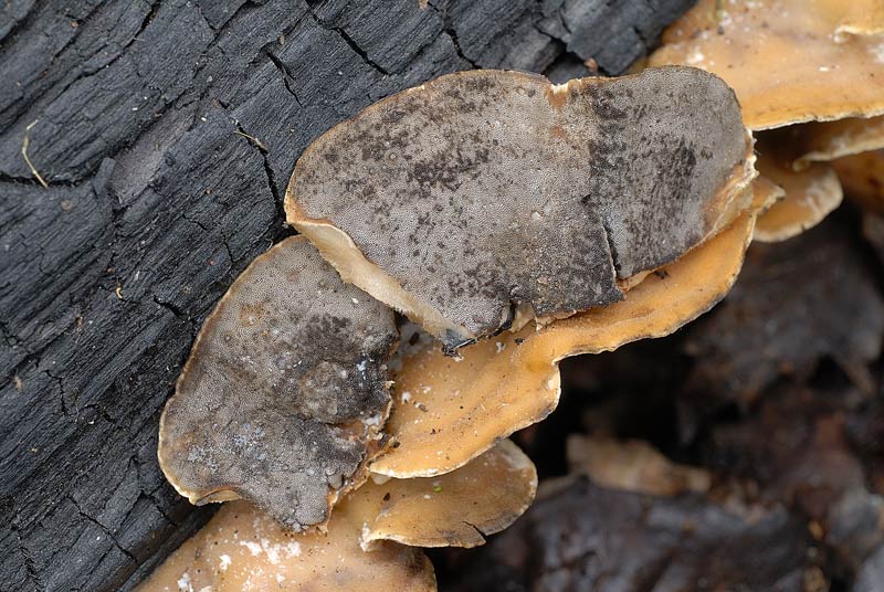 Lignicolo su legno bruciato (Bjerkandera adusta)