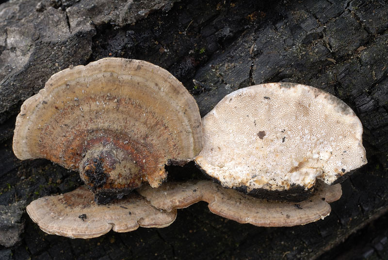 Altro lignicolo su legno bruciato (Trametes versicolor)