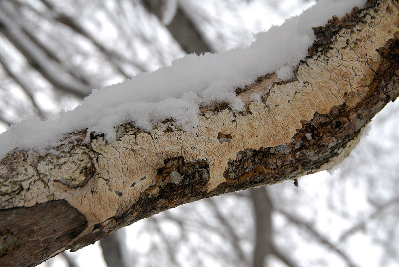 Passeggiata tra i faggi innevati (Schizopora paradoxa)