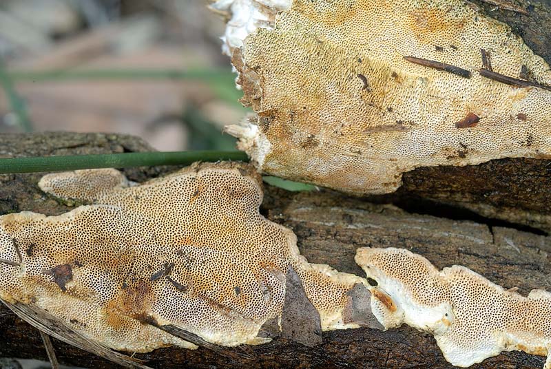 Altro lignicolo dalla Riserva Vomano (Perenniporia sp.)