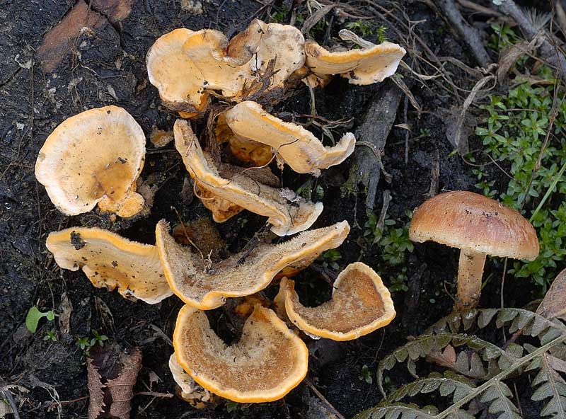 Lignicolo giallo da determinare (Stereum hirsutum)