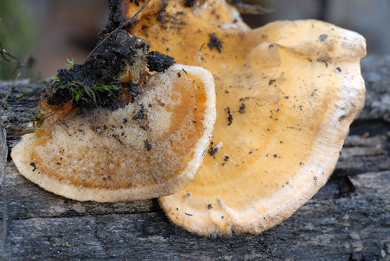 Lignicolo giallo da determinare (Stereum hirsutum)