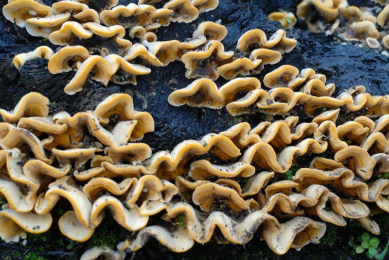 Lignicolo giallo da determinare (Stereum hirsutum)