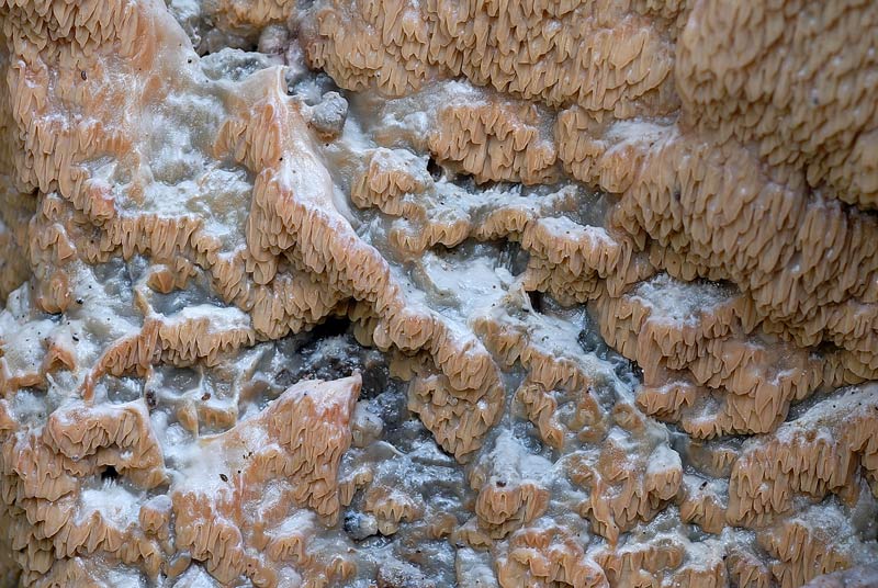 Lignicolo da determinare (Merulius tremellosus)