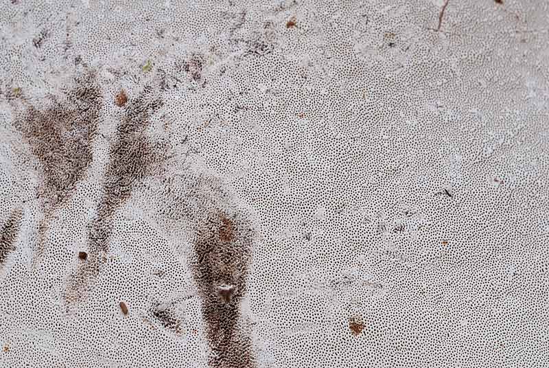 Un lignicolo di montagna da determinare