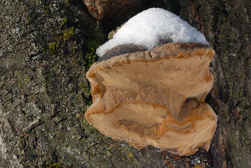 Un lignicolo del Ceppo (Phellinus pomaceus)