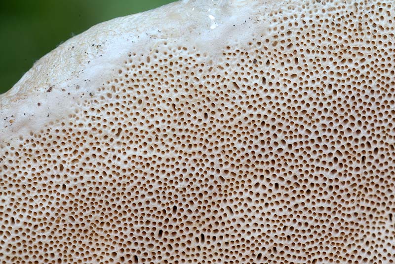 Ulteriore aiuto (Fomitopsis pinicola)