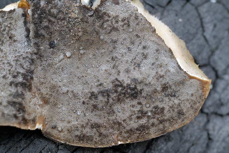 Lignicolo su legno bruciato (Bjerkandera adusta)