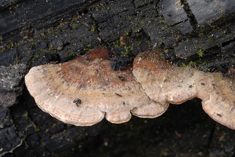 Altro lignicolo su legno bruciato (Trametes versicolor)