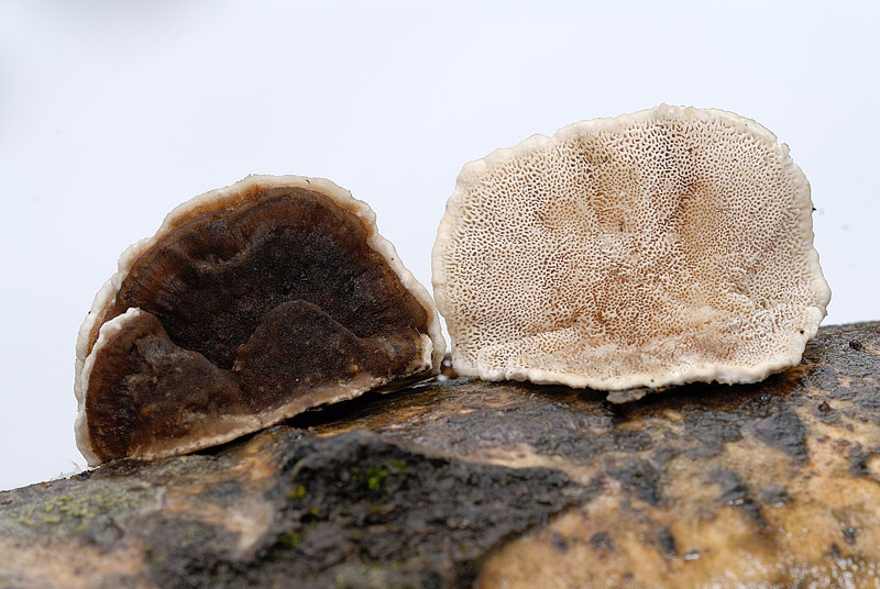 Un lignicolo di Pietracamela (Trametes ochracea)