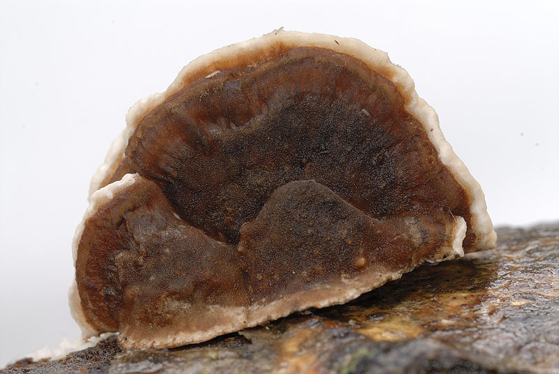 Un lignicolo di Pietracamela (Trametes ochracea)