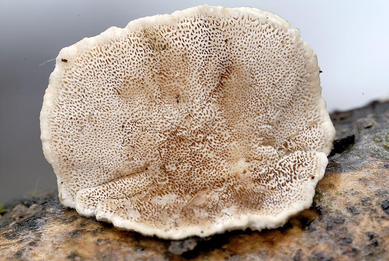 Un lignicolo di Pietracamela (Trametes ochracea)