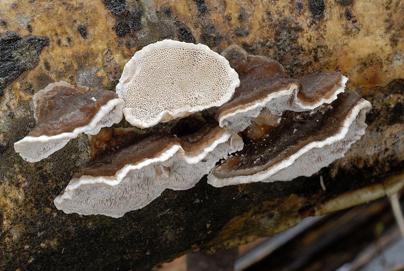 Un lignicolo di Pietracamela (Trametes ochracea)