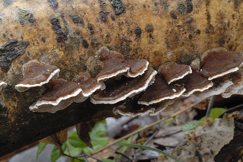 Un lignicolo di Pietracamela (Trametes ochracea)