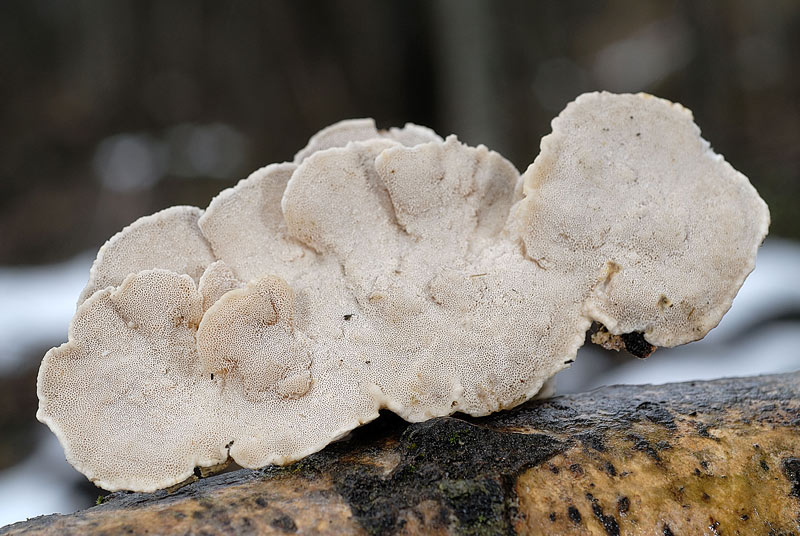 Un lignicolo di Pietracamela (Trametes ochracea)