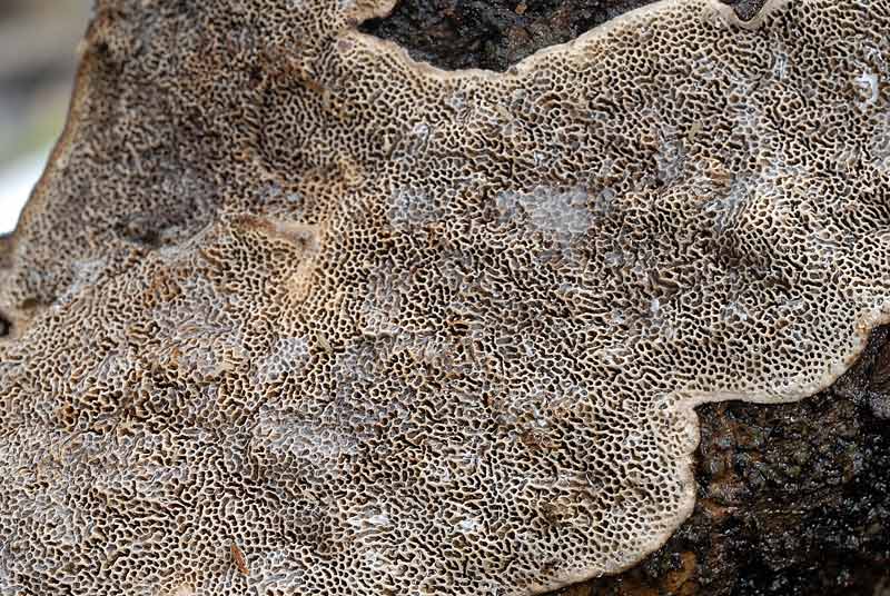 Su corteccia forse di Acero (Datronia mollis)