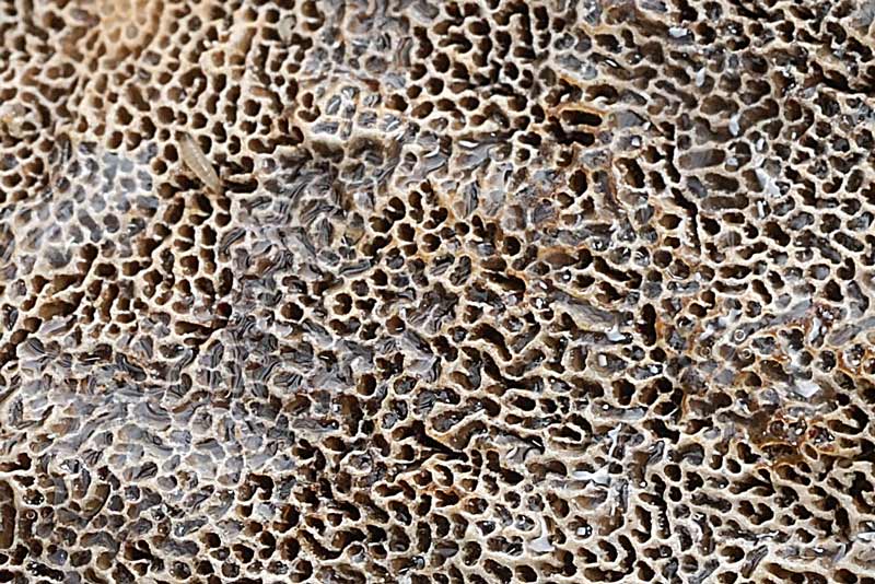 Su corteccia forse di Acero (Datronia mollis)