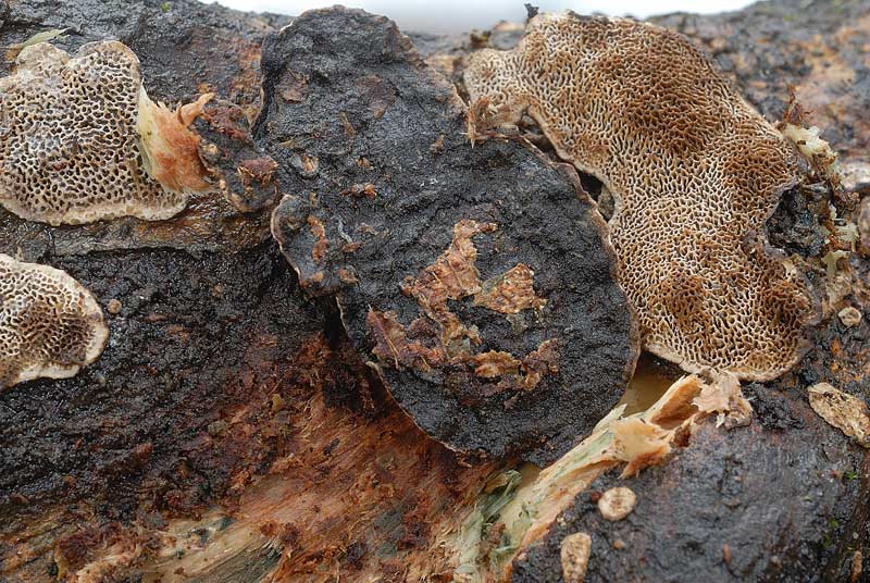 Su corteccia forse di Acero (Datronia mollis)