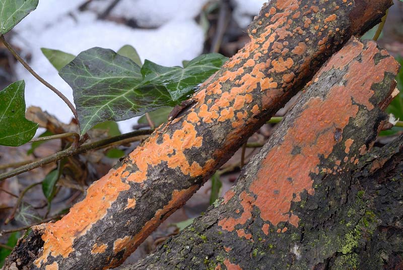 Crosticina arancio (Peniophora incarnata)