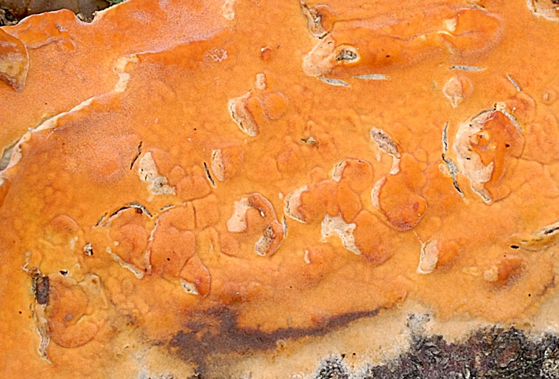 Crosticina arancio (Peniophora incarnata)