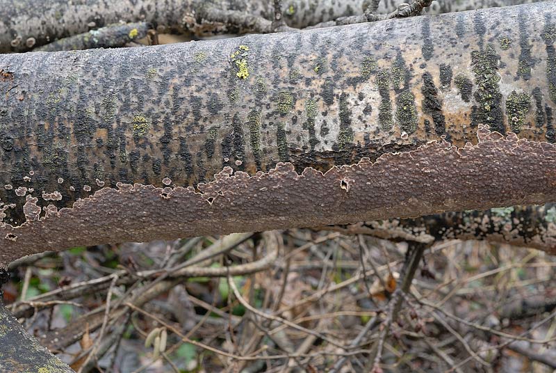 Un''altra crosta da Pietracamela (Cylindrobasidium evolvens)