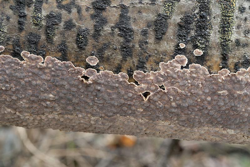 Un''altra crosta da Pietracamela (Cylindrobasidium evolvens)