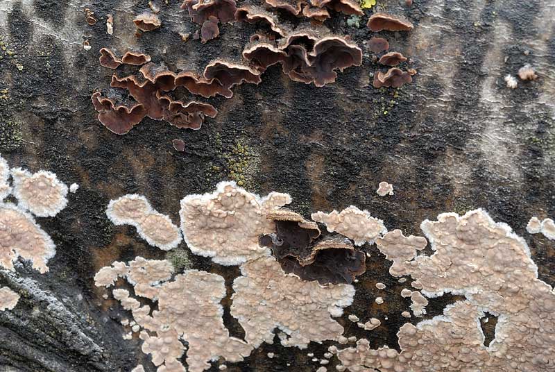 Un''altra crosta da Pietracamela (Cylindrobasidium evolvens)