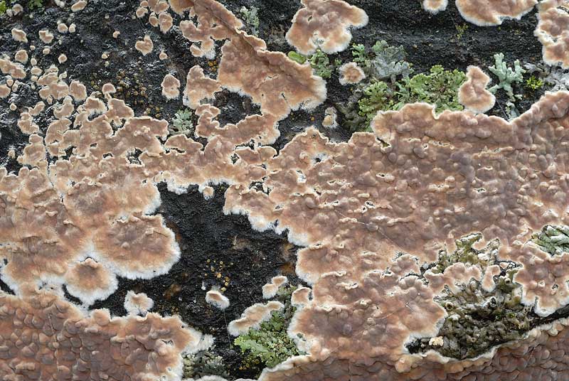 Un''altra crosta da Pietracamela (Cylindrobasidium evolvens)