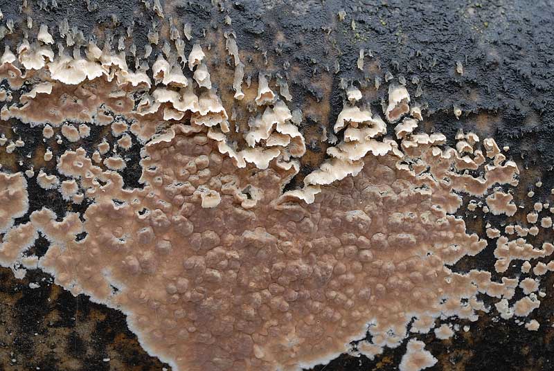 Un''altra crosta da Pietracamela (Cylindrobasidium evolvens)