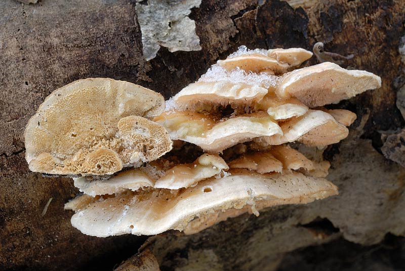 Seppur congelato lo presento (Trametes ochracea)