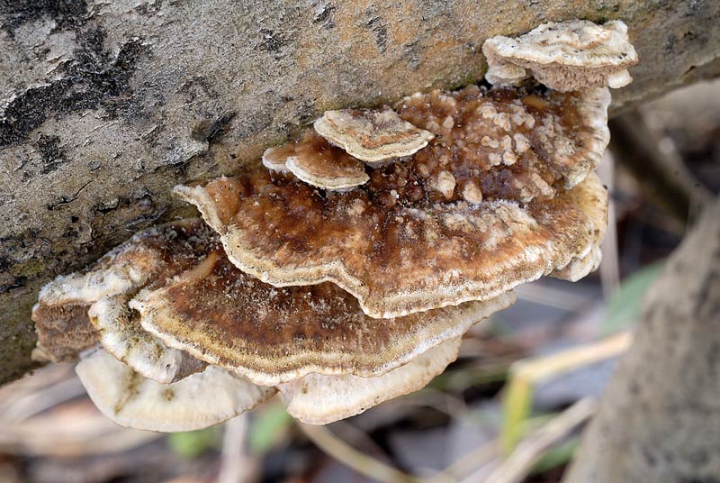 Seppur congelato lo presento (Trametes ochracea)