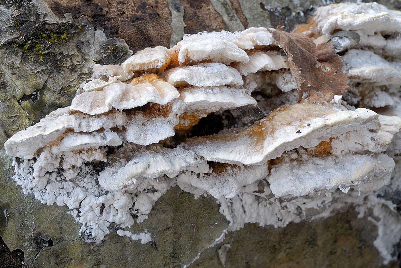 Seppur congelato lo presento (Trametes ochracea)