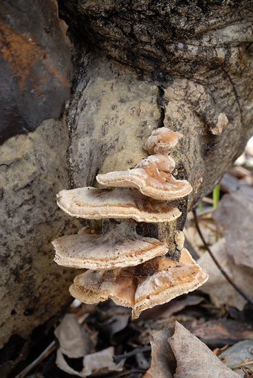 Seppur congelato lo presento (Trametes ochracea)