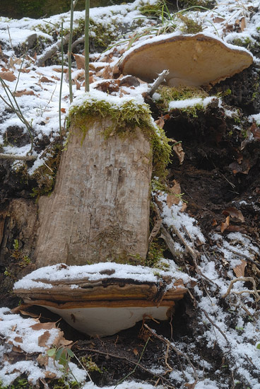 Credo ancora un Ganoderma (Ganoderma adspersum)