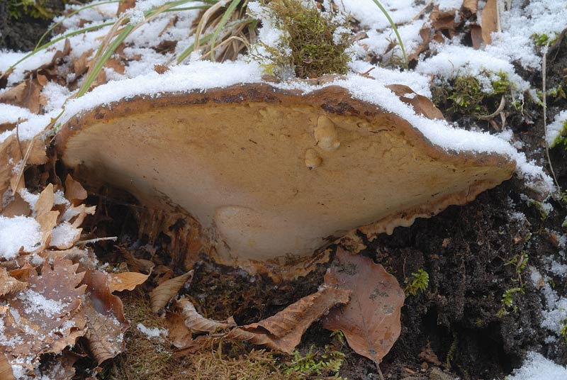 Credo ancora un Ganoderma (Ganoderma adspersum)