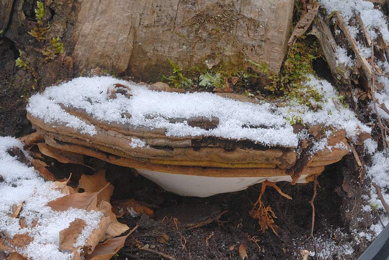 Credo ancora un Ganoderma (Ganoderma adspersum)