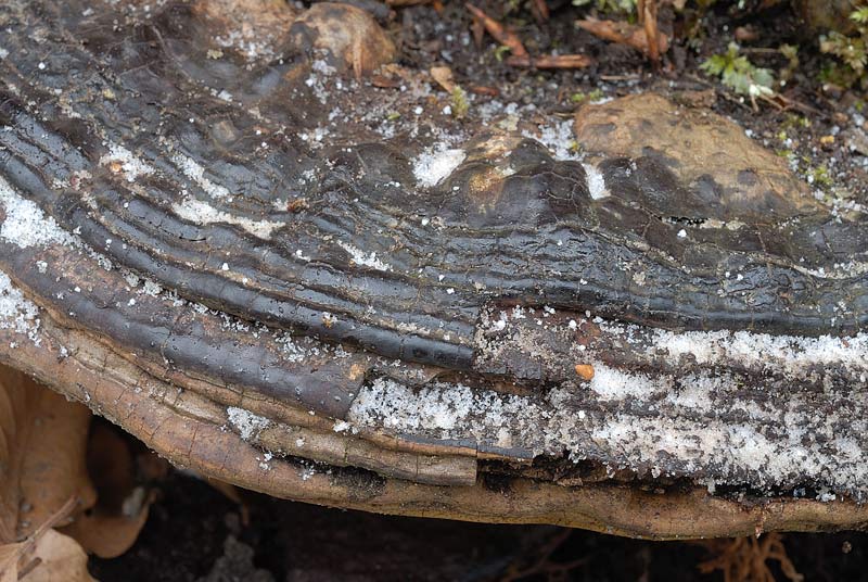 Credo ancora un Ganoderma (Ganoderma adspersum)