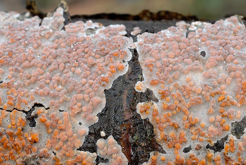 Forse non sar un Aphyllophorales (Peniophora polygonia)