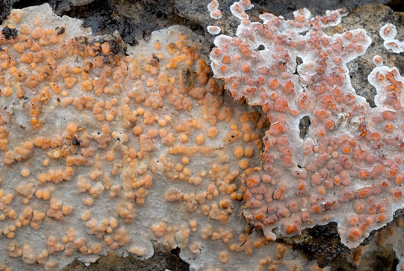 Forse non sar un Aphyllophorales (Peniophora polygonia)