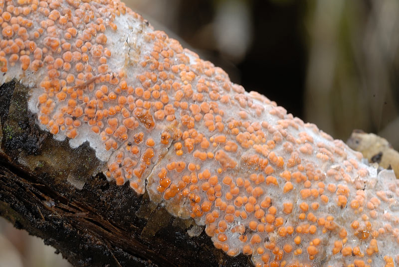 Forse non sar un Aphyllophorales (Peniophora polygonia)