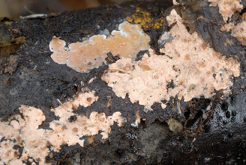 Forse non sar un Aphyllophorales (Peniophora polygonia)